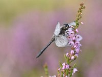 Sympetrum danae 39, Zwarte Heidelibel, Saxifraga-Luuk Vermeer