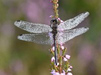 Sympetrum danae 40, Zwarte Heidelibel, Saxifraga-Luuk Vermeer