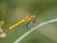 Sympetrum depressiusculum 12, Kempense heidelibel, female, Saxifraga-Bart Heijne : 2024, KNNV, Kempense heidelibel, Sympetrum depressiusculum, Weerribben, Woldlakebos, augustus, excursie, insect, libel, vrouw, zomer