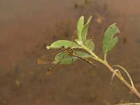 Sympetrum flaveolum 2, Geelvlekheidelibel, Saxifraga-Harry van Oosterhout : insect, libel, geelvlekheidelibel?