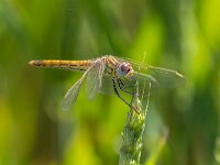 Sympetrum fonscolombii 11, Zwervende heidelibel, Saxifraga-Bart Heijne : 2024, Spanje, Sympetrum fonscolombii, april, insect, vakantie, voorjaar, zwervende heidelibel