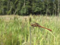 Sympetrum meridionale 2, Zuidelijke heidelibel, Saxifraga-Rob Felix : Animalia, Arthropoda, Insecta, Odonata, Project Natuurbalans, animal, arthropod, dargonfly, dier, dieren, geleedpotige, geleedpotigen, insect, insecten, juffer, libel, libellen