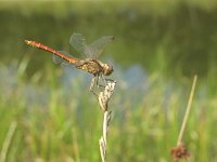 Sympetrum meridionale 4, Zuidelijke heidelibel, Saxifraga-Rob Felix : Animalia, Arthropoda, Insecta, Odonata, Project Natuurbalans, animal, arthropod, dargonfly, dier, dieren, geleedpotige, geleedpotigen, insect, insecten, juffer, libel, libellen