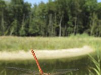 Sympetrum meridionale 7, Zuidelijke heidelibel, Saxifraga-Rob Felix : Animalia, Arthropoda, Insecta, Odonata, Project Natuurbalans, animal, arthropod, dargonfly, dier, dieren, geleedpotige, geleedpotigen, insect, insecten, juffer, libel, libellen