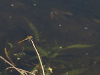 Sympetrum nigrescens, Highland Darter