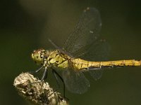 Sympetrum nigrescens 3, Duistere heidelibel, Saxifraga-Jan van der Straaten