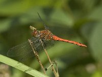 Sympetrum nigrescens 5, Duistere heidelibel, Saxifraga-Jan van der Straaten