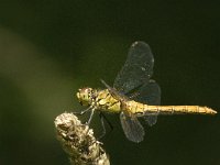 Sympetrum nigrescens 7, Duistere heidelibel, Saxifraga-Jan van der Straaten