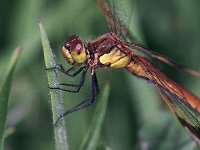 Bandheidelibel 08 : Sympetrum pedemontanum, Bandheidelibel, female