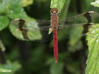 Sympetrum pedemontanum 10, Bandheidelibel, Saxifraga-Rutger Barendse