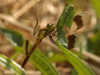 Bandheidelibel -V- #05 : Bandheidelibel, Sympetrum pedemontanum, female