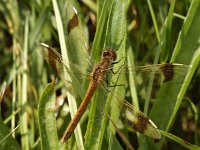 Bandheidelibel -V- #06 : Bandheidelibel, Sympetrum pedemontanum, female