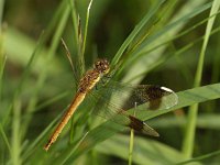 Bandheidelibel -V- #04 : Bandheidelibel, Sympetrum pedemontanum, female