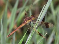 448N_02C, Bandheidelibel-V- : Bandheidelibel, Sympetrum pedemontanum, female