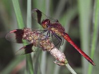 448N_09C, Bandheidelibel-M- : Bandheidelibel, Sympetrum pedemontanum, male