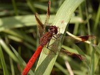 Bandheidelibel -M- #05 : Sympetrum pedemontanum, Bandheidelibel, male