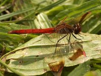 Bandheidelibel -M- #02 : Bandheidelibel, Sympetrum pedemontanum, male