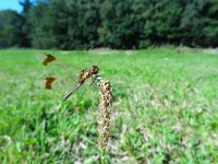 Sympetrum pedemontanum 22, Bandheidelibel, Saxifraga-Mark Zekhuis