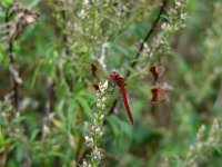 Sympetrum pedemontanum 24, Bandheidelibel, Saxifraga-Harry van Oosterhout : insect, libel, bandheidelibel