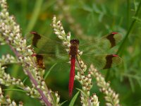 Sympetrum pedemontanum 25, Bandheidelibel, Saxifraga-Harry van Oosterhout : insect, libel, bandheidelibel