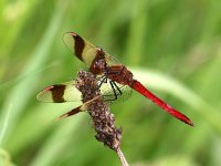 Sympetrum pedemontanum 29, Bandheidelibel, Saxifraga-Henk Baptist