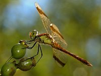 Bandheidelibel -V- #02A : Sympetrum pedemontanum, Bandheidelibel, female