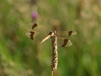 Sympetrum pedemontanum 31, Bandheidelibel, Saxifraga-Luuk Vermeer