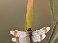 Sympetrum pedemontanum 32, Bandheidelibel, Saxifraga-Luuk Vermeer