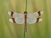 Sympetrum pedemontanum 33, Bandheidelibel, Saxifraga-Luuk Vermeer