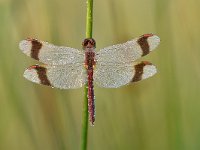 Sympetrum pedemontanum 34, Bandheidelibel, Saxifraga-Luuk Vermeer