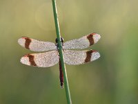 Sympetrum pedemontanum 36, Bandheidelibel, Saxifraga-Luuk Vermeer