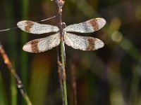 Sympetrum pedemontanum 38, Bandheidelibel, Saxifraga-Luuk Vermeer