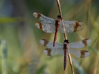 Sympetrum pedemontanum 40, Bandheidelibel, Saxifraga-Luuk Vermeer