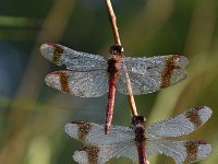 Sympetrum pedemontanum 42, Bandheidelibel, Saxifraga-Luuk Vermeer