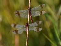 Sympetrum pedemontanum 43, Bandheidelibel, Saxifraga-Luuk Vermeer