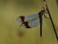 Sympetrum pedemontanum 45, Bandheidelibel, Saxifraga-Luuk Vermeer