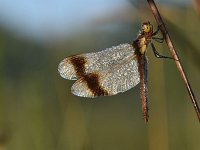 Sympetrum pedemontanum 47, Bandheidelibel, Saxifraga-Luuk Vermeer