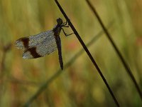 Sympetrum pedemontanum 48, Bandheidelibel, Saxifraga-Luuk Vermeer