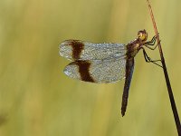 Sympetrum pedemontanum 50, Bandheidelibel, Saxifraga-Luuk Vermeer