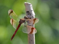 Sympetrum pedemontanum 56, Bandheidelibel, Saxifraga-Tom Heijnen