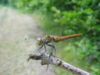 Sympetrum sanguineum 1, Bloedrode heidelibel, Saxifraga-Willem Jan Hoeffnagel