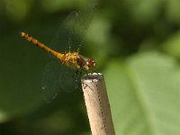 Sympetrum sanguineum 101, Bloedrode heidelibel, Saxifraga-Jan van der Straaten