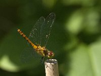 Sympetrum sanguineum 104, Bloedrode heidelibel, Saxifraga-Jan van der Straaten