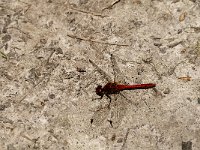 Sympetrum sanguineum 105, Bloedrode heidelibel, Saxifraga-Jan van der Straaten