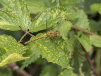 Sympetrum sanguineum 109, Bloedrode heidelibel, Saxifraga-Willem van Kruijsbergen