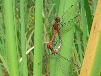 Sympetrum sanguineum 11, Bloedrode heidelibel, Saxifraga-Rudmer Zwerver