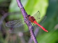 Sympetrum sanguineum 117, Bloedrode heidelibel, Saxifraga-Tom Heijnen