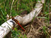 Sympetrum sanguineum 13, Bloedrode heidelibel, Saxifraga-Rudmer Zwerver