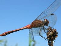 Sympetrum sanguineum 14, Bloedrode heidelibel, Saxifraga-Rudmer Zwerver