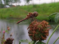 Sympetrum sanguineum 15, Bloedrode heidelibel, Saxifraga-Rudmer Zwerver